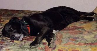 Pets-Forlani-3-28-16-bed