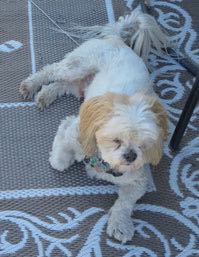 Pets-Newman-3-21-16