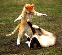 cat fight