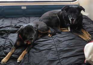 Pets-Colie-5-28-2016-bed