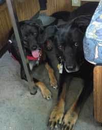 Pets-Colie-5-28-2016-table