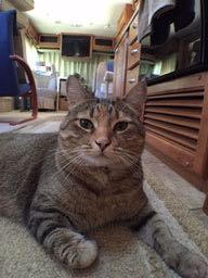 Pets-Slack-4-30-16-close-up