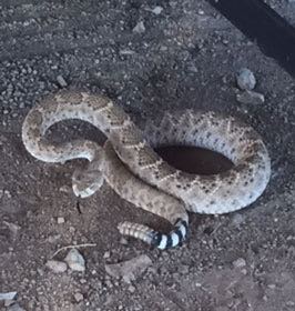 Pets-Slack-4-30-16-snake