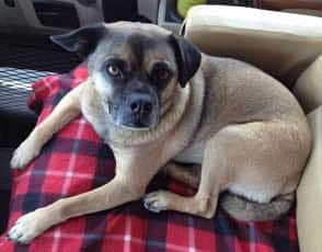 Pets-Steinhilber-5-7-16-face