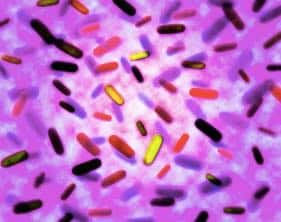 bacteria-745
