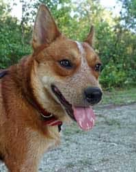 Pets-Lombardo-6-18-2016-face