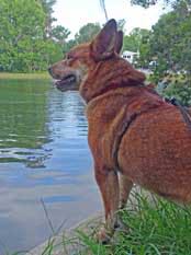 Pets-Lombardo-6-18-2016-lake