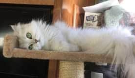 Pets-Reid-6-18-16-Davy