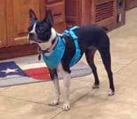 Pets-Shemack-6-4-2016