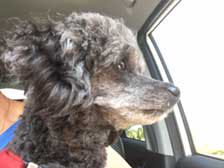 Pets-Lawatch-7-16-2016-Coal