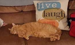 Pets-Masters-7-23-2016-cat
