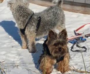 pets-dewbre-9-10-16-two