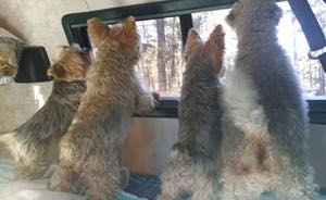 pets-dewbre-9-10-16