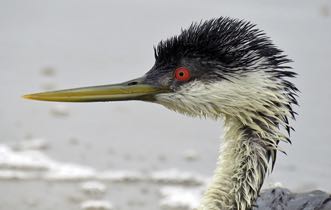 bird-766