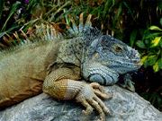 iguana-rvt-722