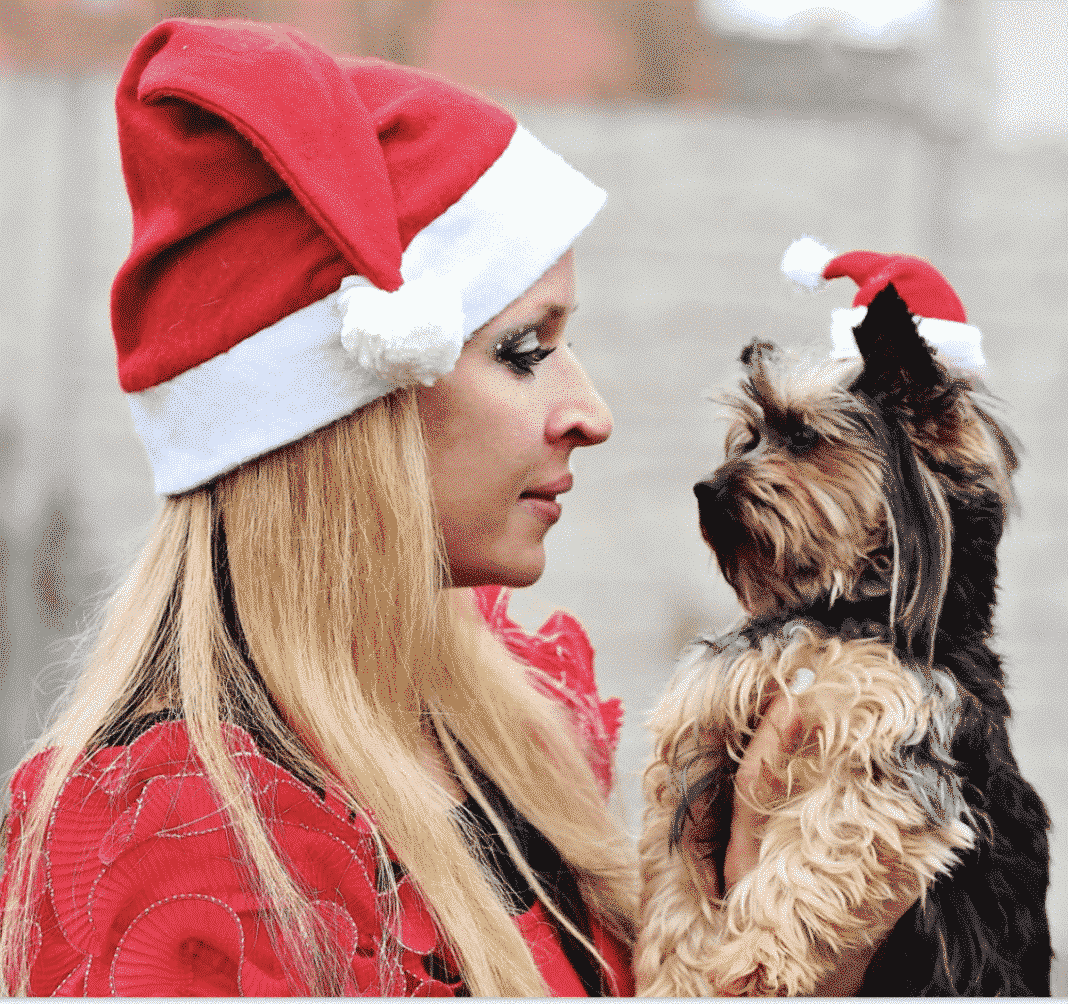 Christmas Dog