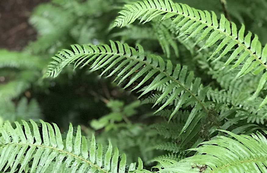 Alone for a week in a “rainforest.” But all is good