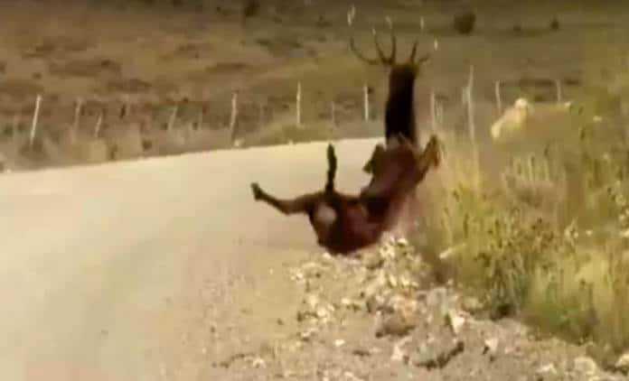 acrobatic elk