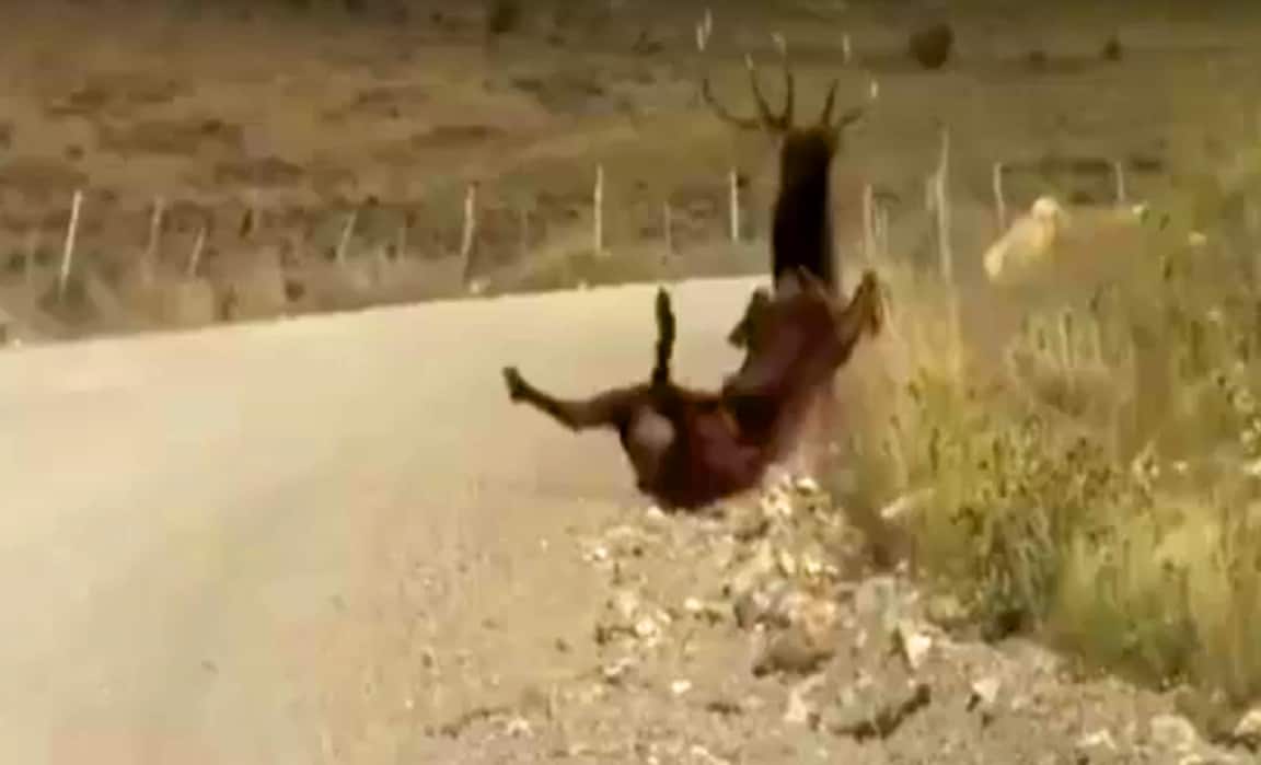 Video: Acrobatic elk somersaults on cue