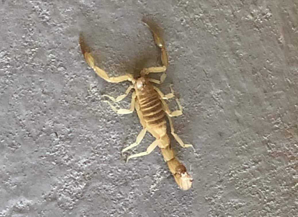 Scorpion