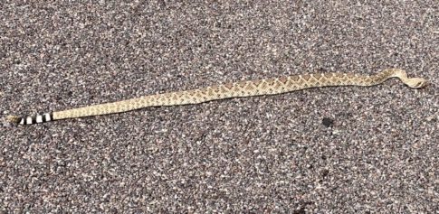 Rattlesnake