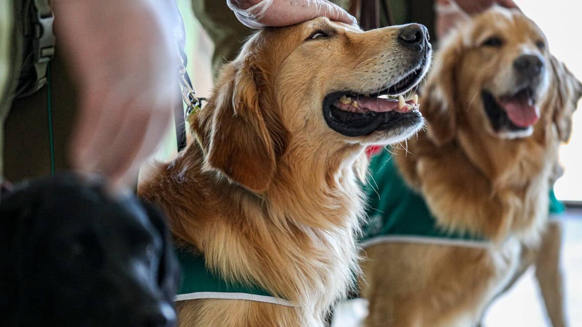 COVID-sniffing dogs: The future of public gatherings?