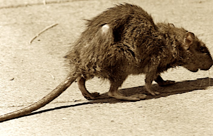 Rat bites woman as she sits on her RV’s toilet. Fake News