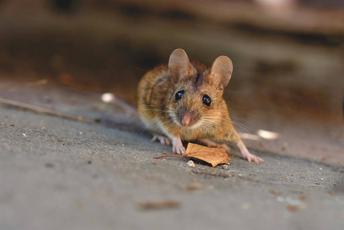 Can you really keep mice out of an RV? Depends on who you ask