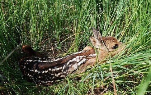 Fawn