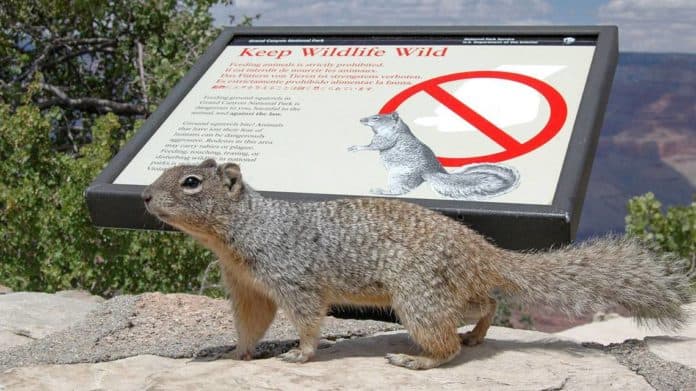 Squirrels are biting humans' fingers in the Grand Canyon National Park.