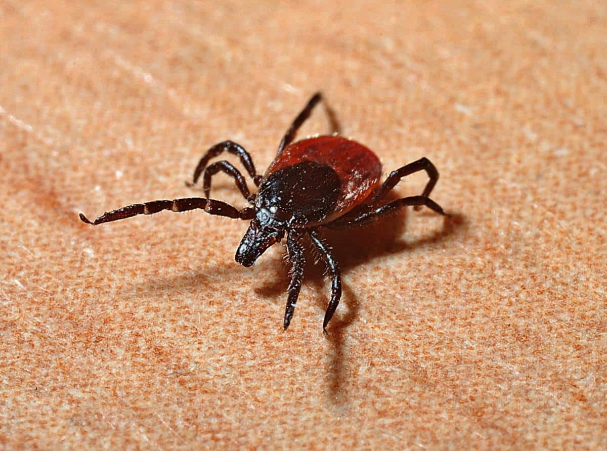 Insect Shield clothing repels ticks and helps prevent Lyme disease