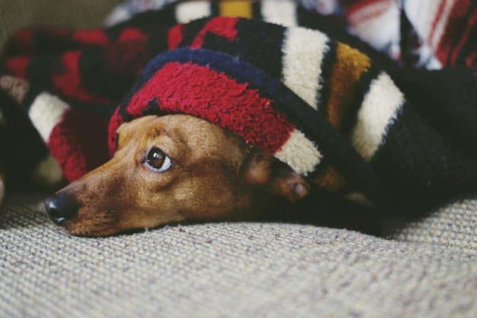 Dog under blanket