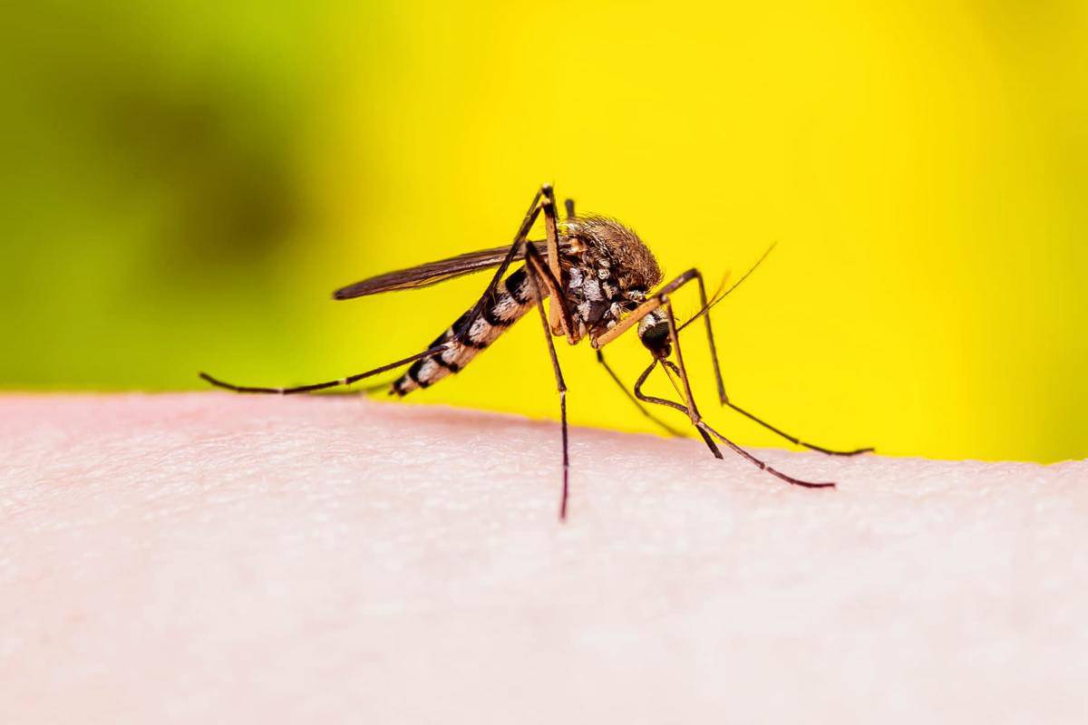 Study shows drinking beer attracts mosquitoes