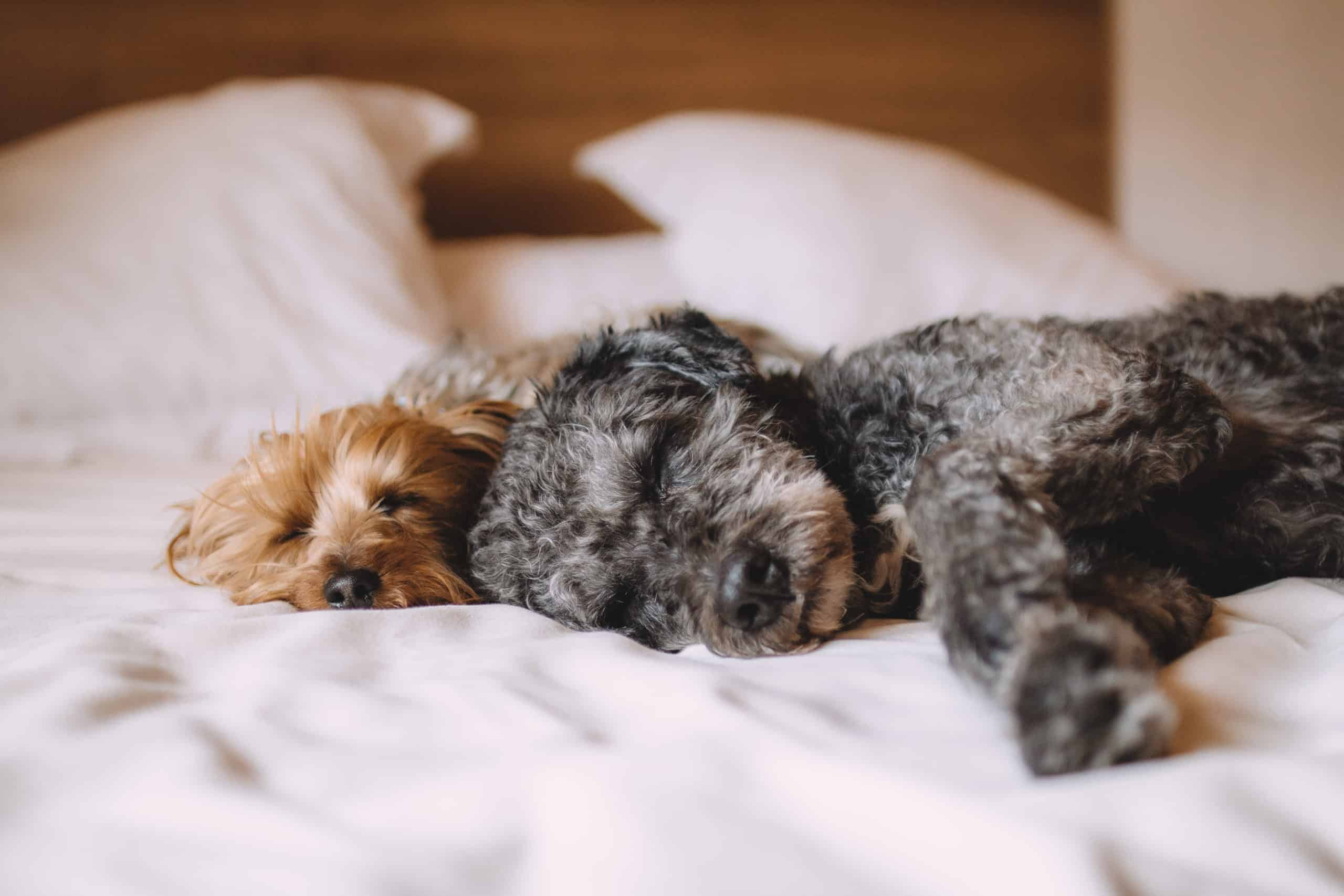 Do one or more of your pets sleep in bed with you at night?