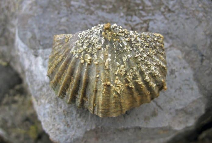 A brachiopod fossil