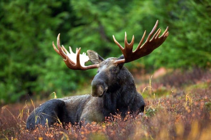 a moose lays in a field