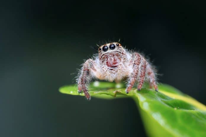 A cute spider doesn't look like he could cause a harmful spider bite