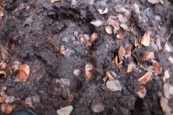 Alaska Bigfoot stories - sasquatch footprint