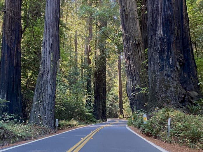 Avenue of the Giants. Traveling with no reservations leads you to the unexpected