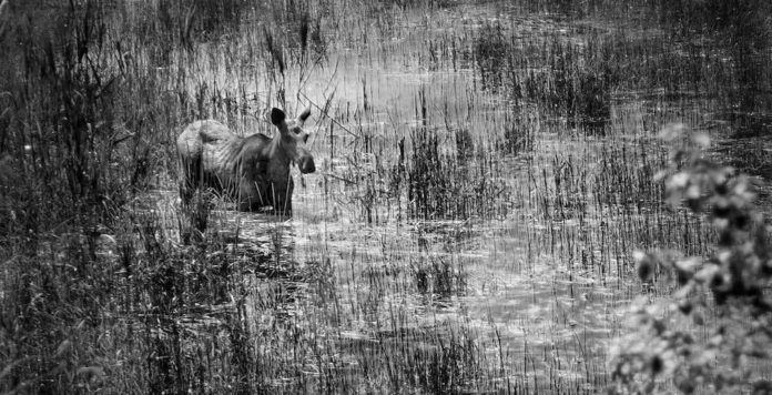 a black and white photo of a moose