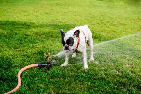 a dog playing with a sprinkler hose