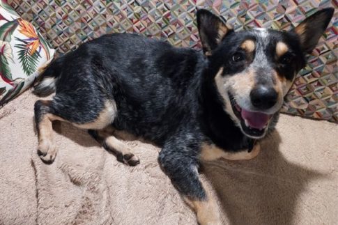 Keeping pets safe at the campground