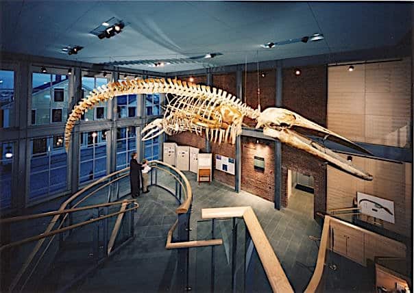 Kobo the blue whale