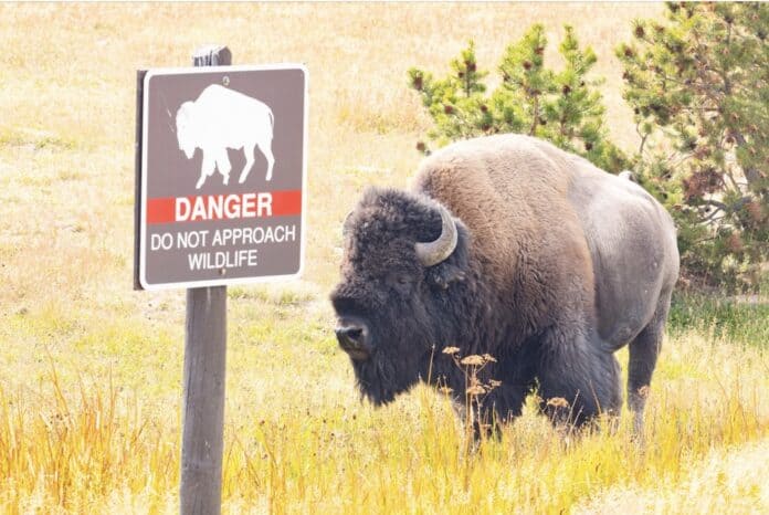 Bison in Yellowstone National Park