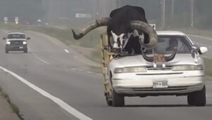 A bull riding shotgun in a small car