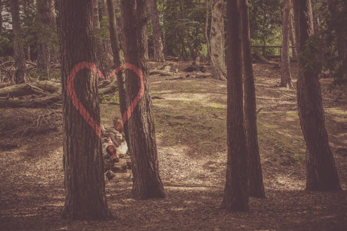 Heart graffiti on two trees
