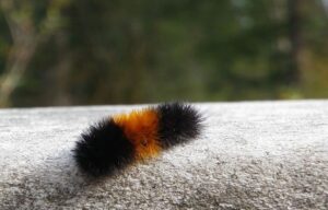 Woolly caterpillars