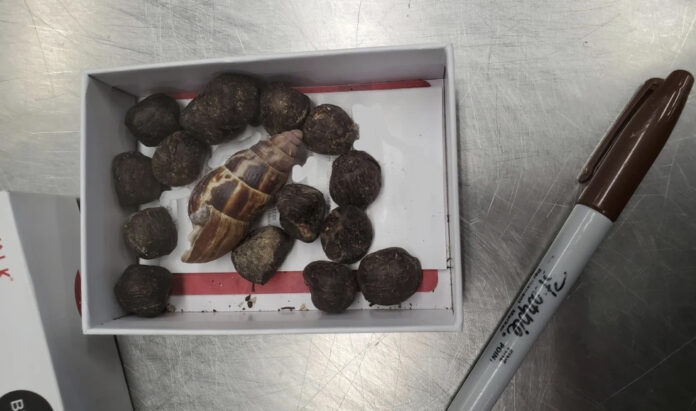 giraffe poop