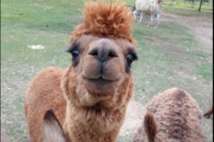 RVing on an alpaca farm - A Storke a Gen Us Alpacas