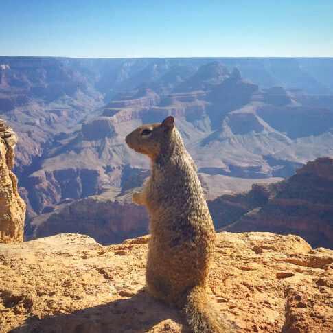 Rock Squirrel